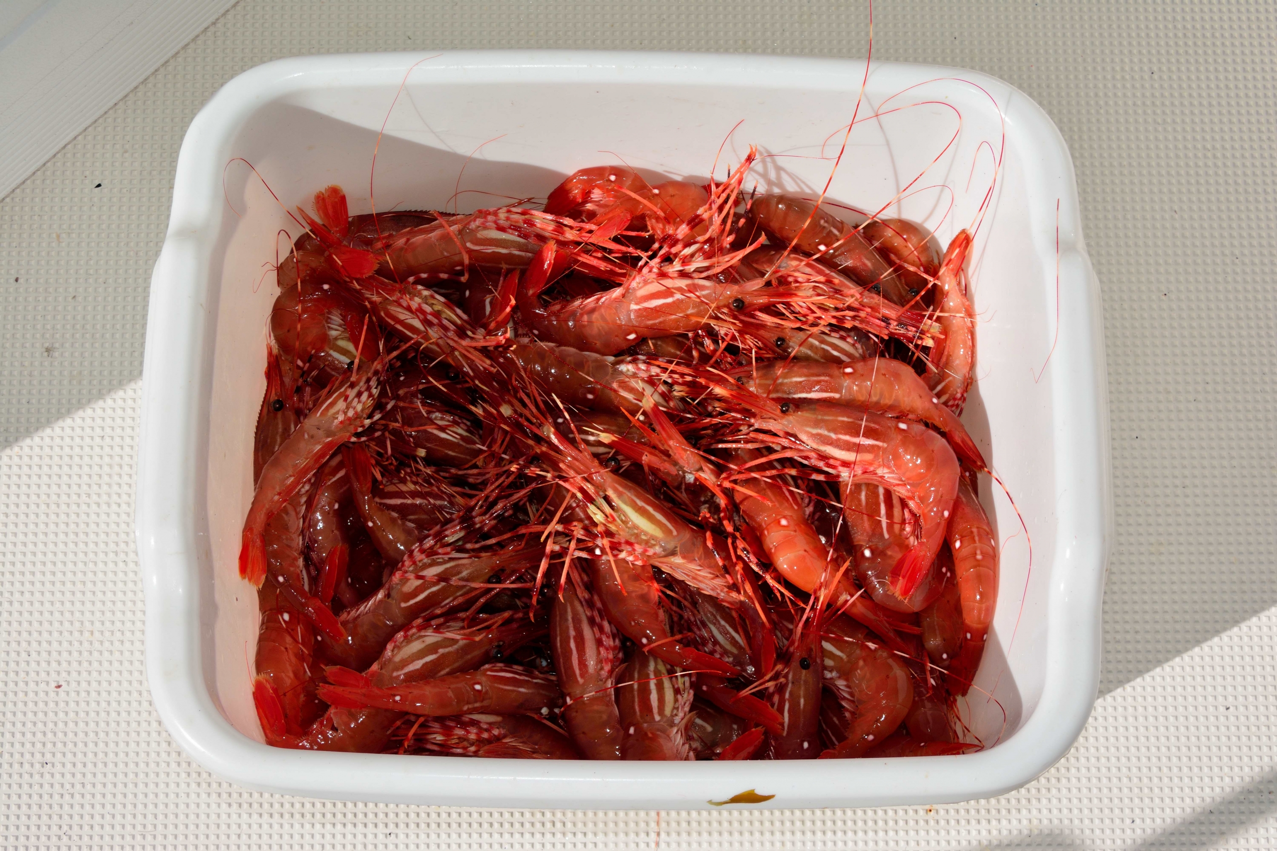 Spot Prawns The only thing easier than catching them is eating