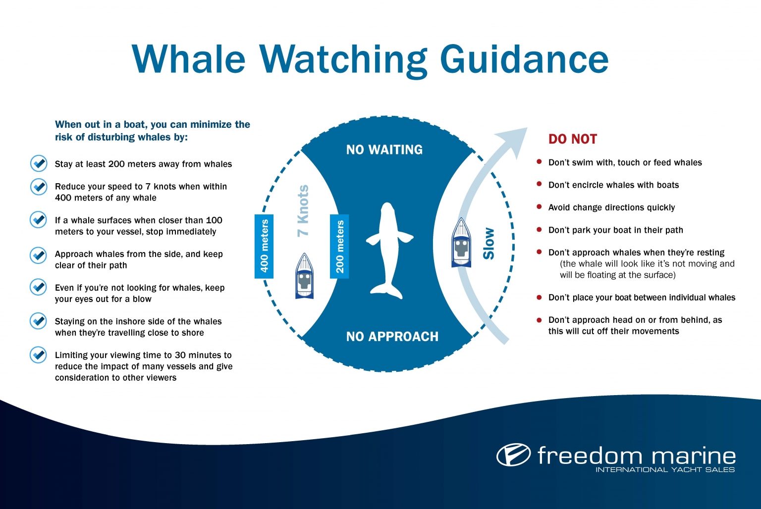 Whale Watching Tricks & Tips Freedom Marine