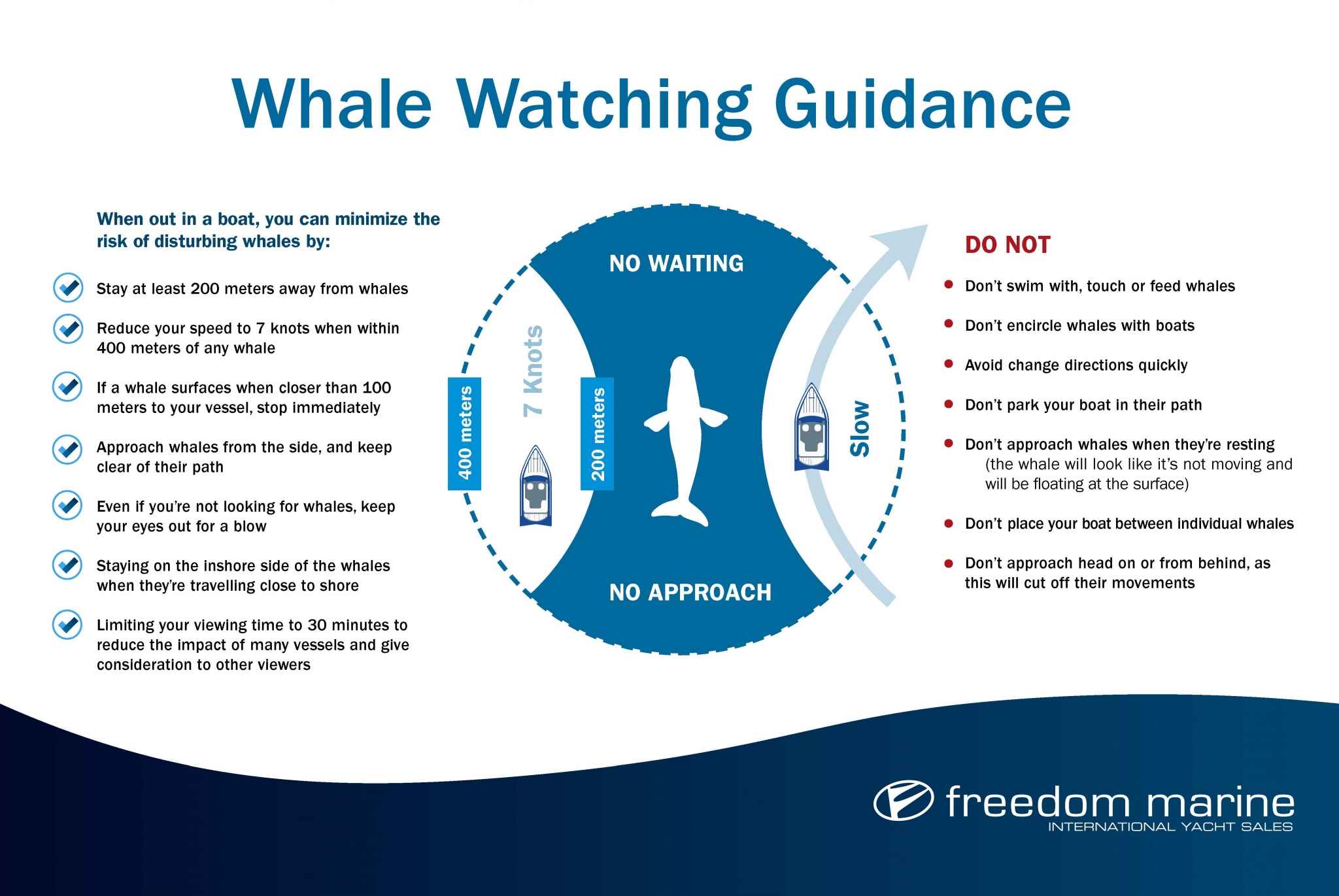 Whale Watching Tricks & Tips Freedom Marine