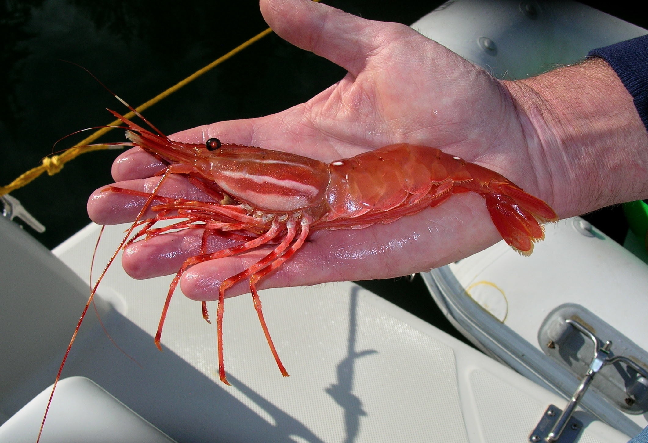 Spot Prawns The only thing easier than catching them is eating them