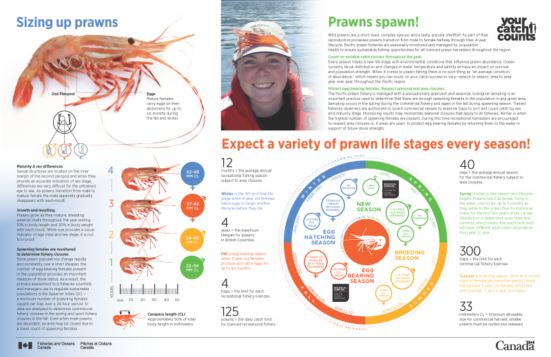 How to CATCH spot shrimp - ULTIMATE Guide! 